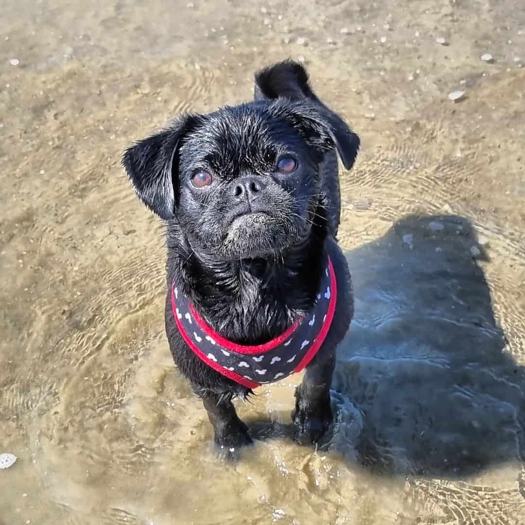 Puggit stands in the water and looks at the camera