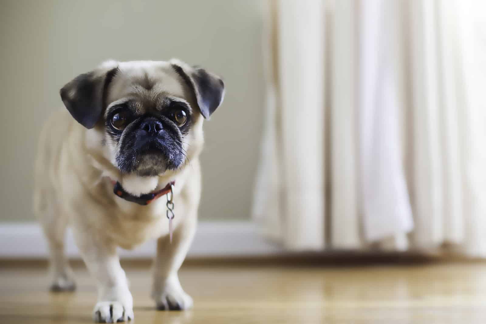 Puginese stands on the floor