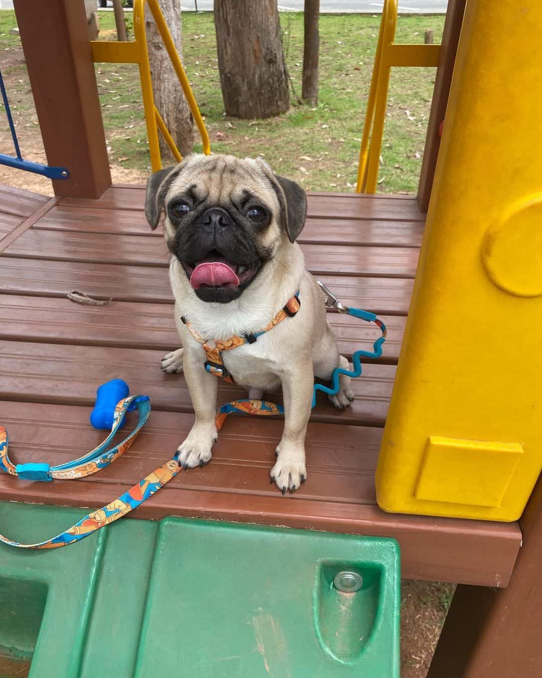 Pugland sits on a wooden platform