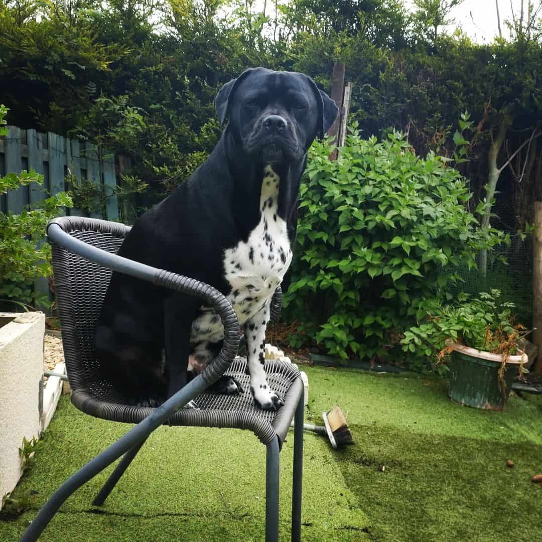 Pugmatian is sitting on a chair