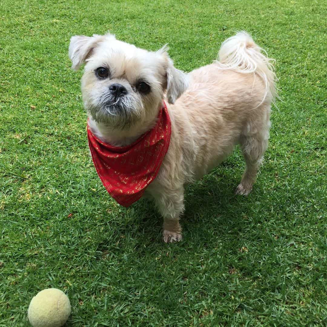 Pugwich stands in the park