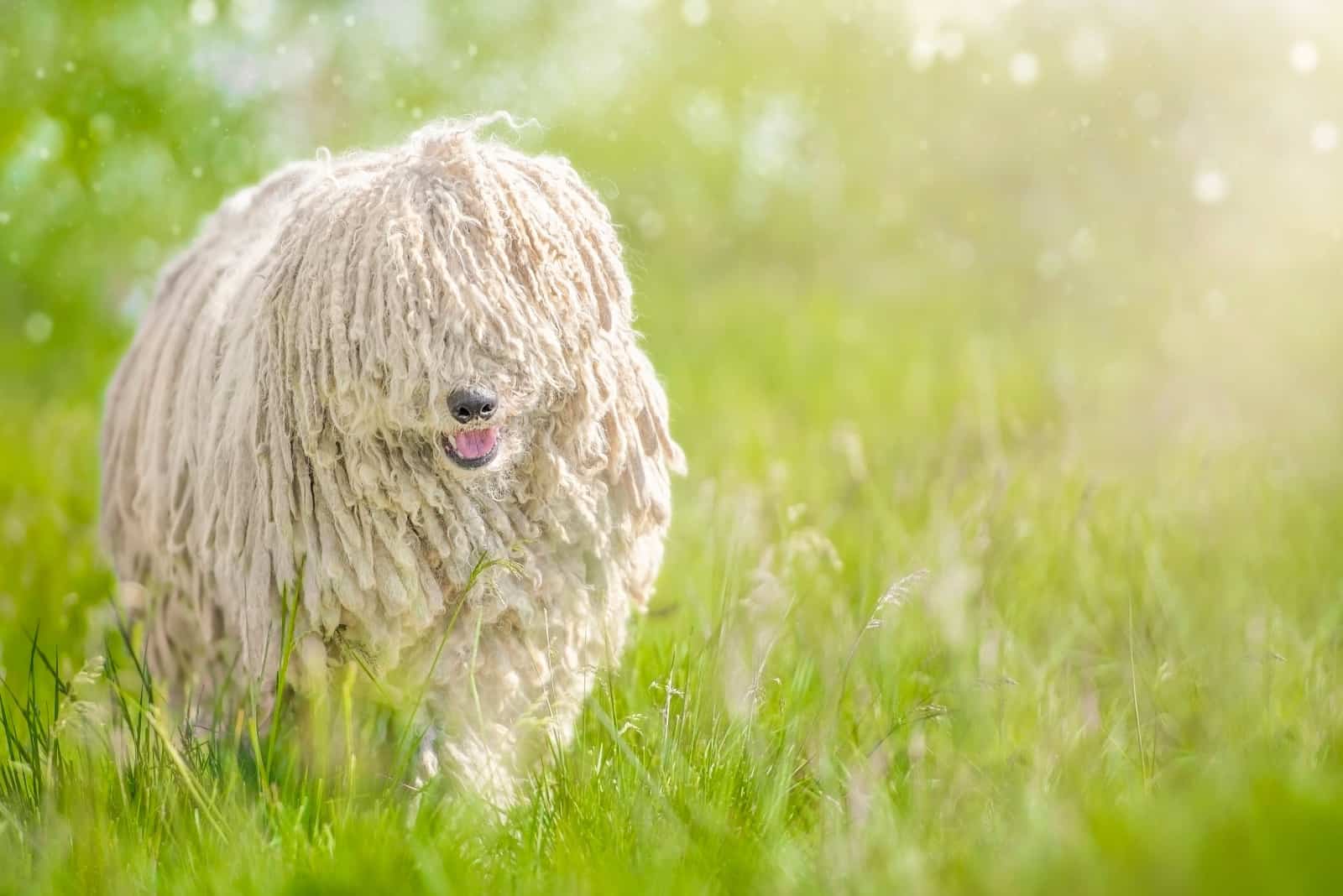 Puli Dog runs across the field