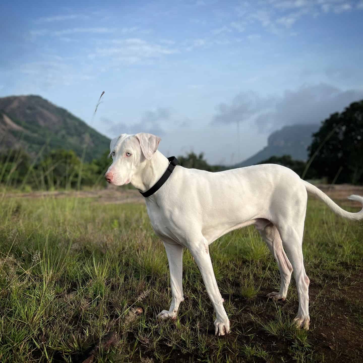 Rajapalayam dog in nature
