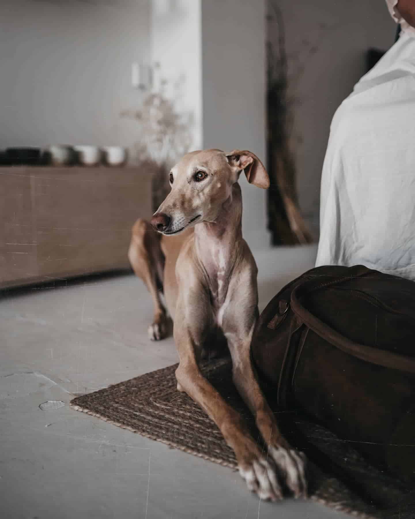 Rampur Greyhound on the floor