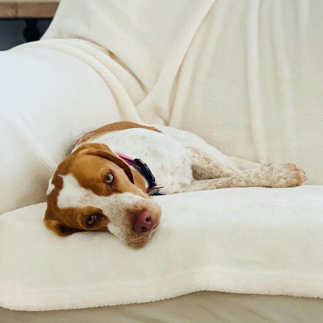 Red And White Beagle is lying on the bed