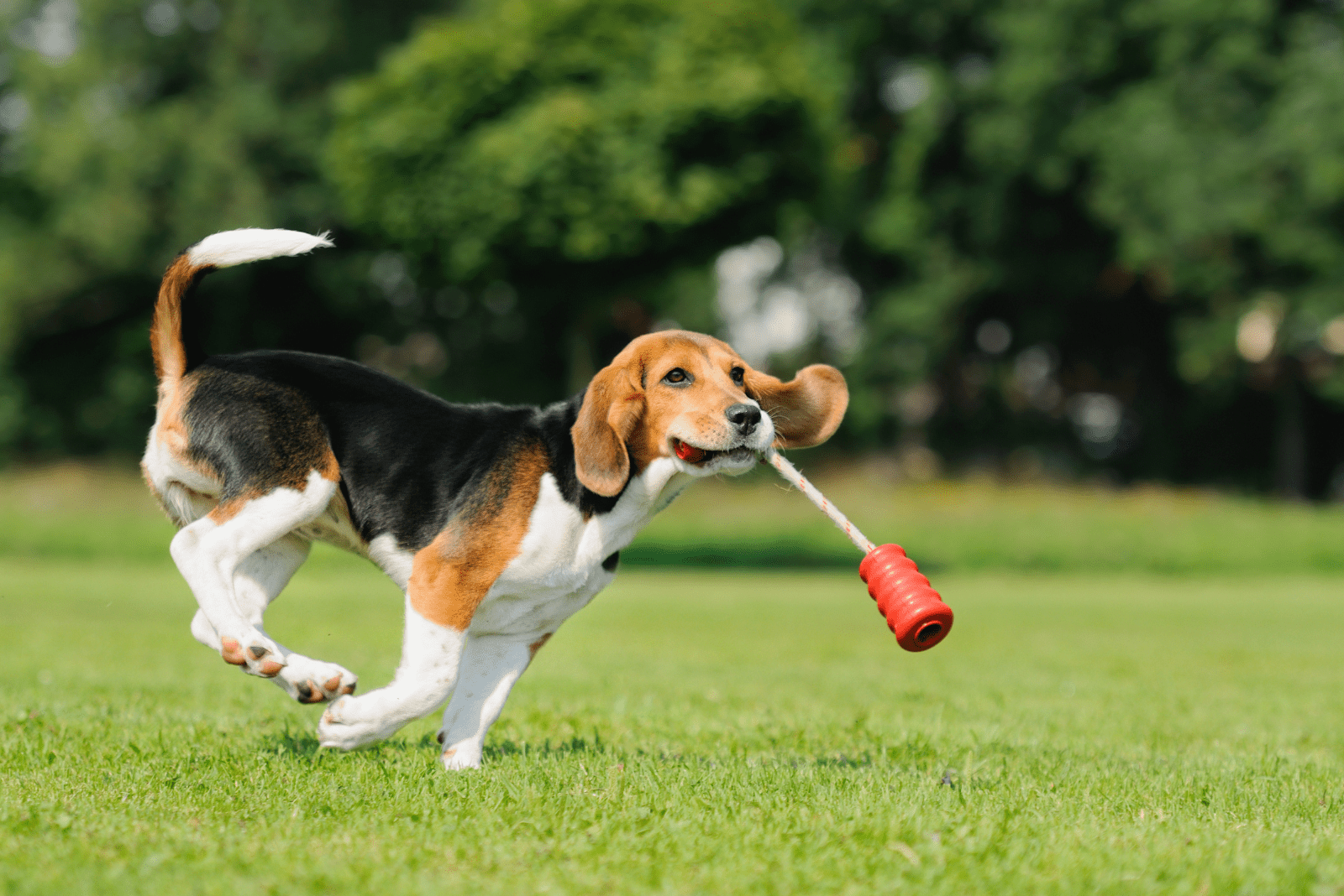 Red-Black Beagle runs in the field and plays with a toy