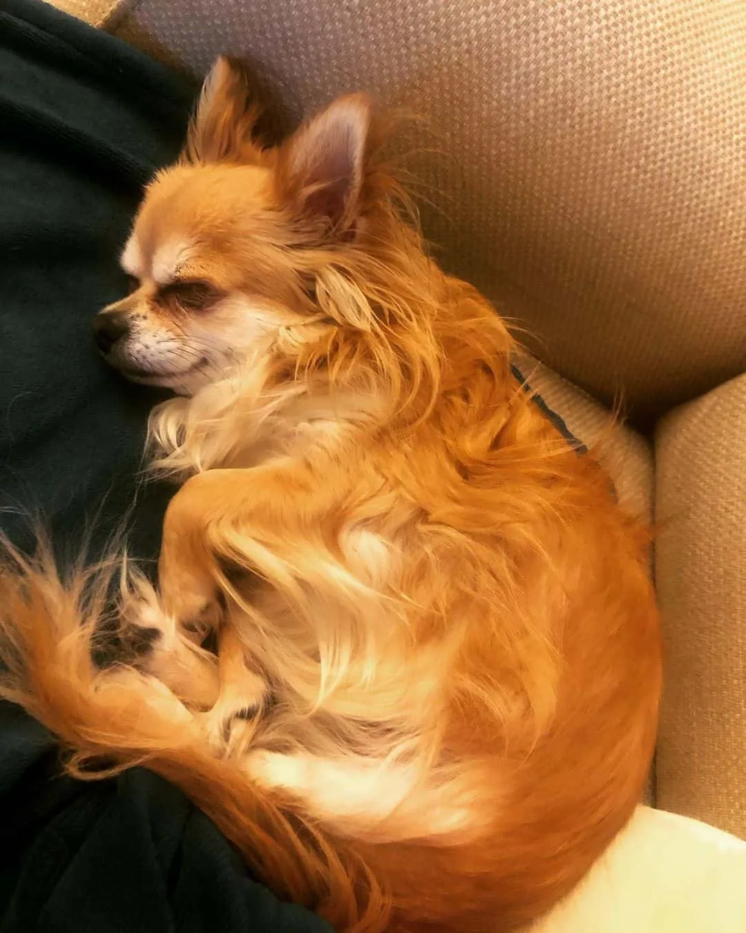 Red Chihuahua is lying on the couch