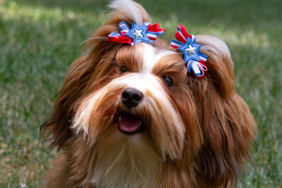 25 Havanese Colors That Will Blow Your Mind