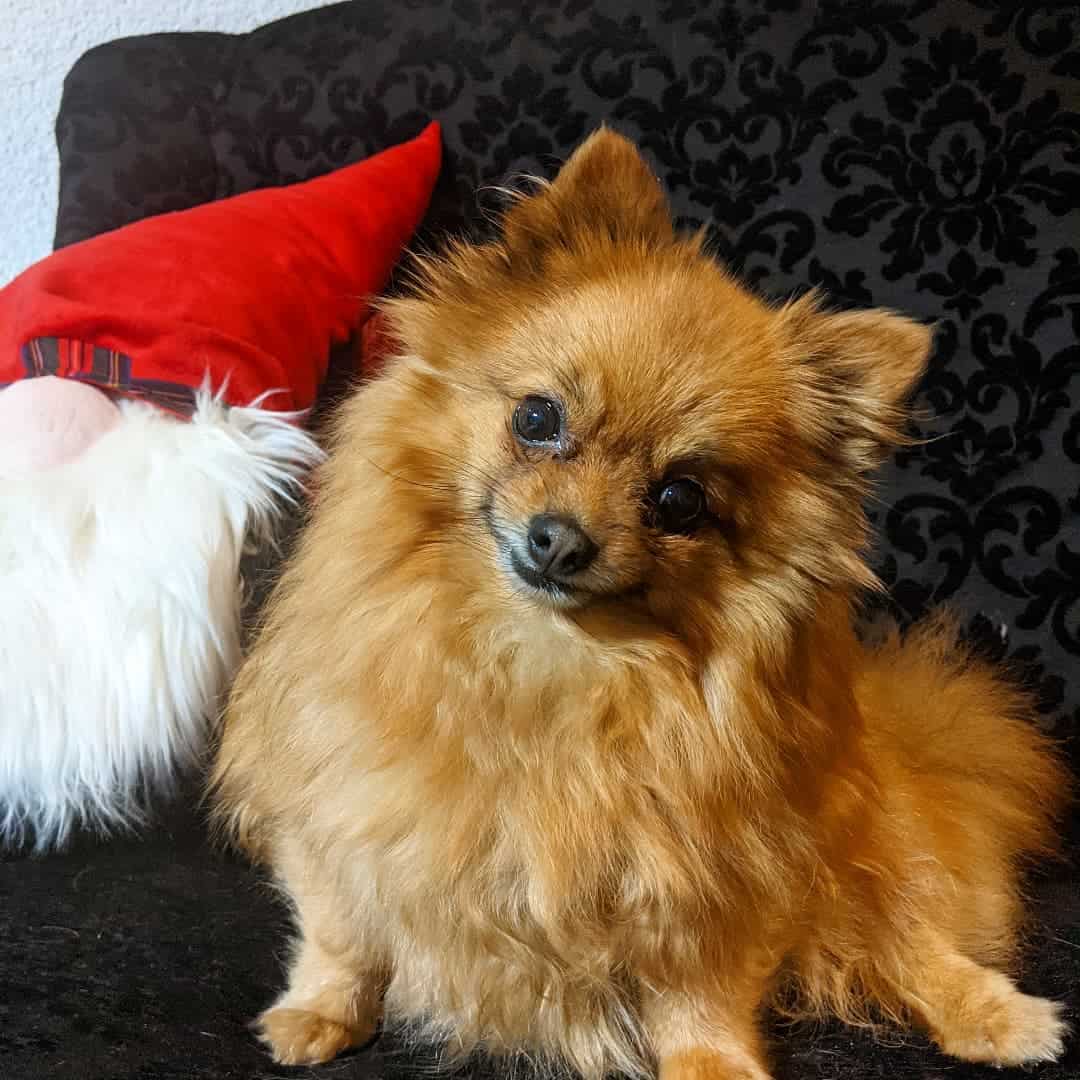 Red Sable pomeranian
