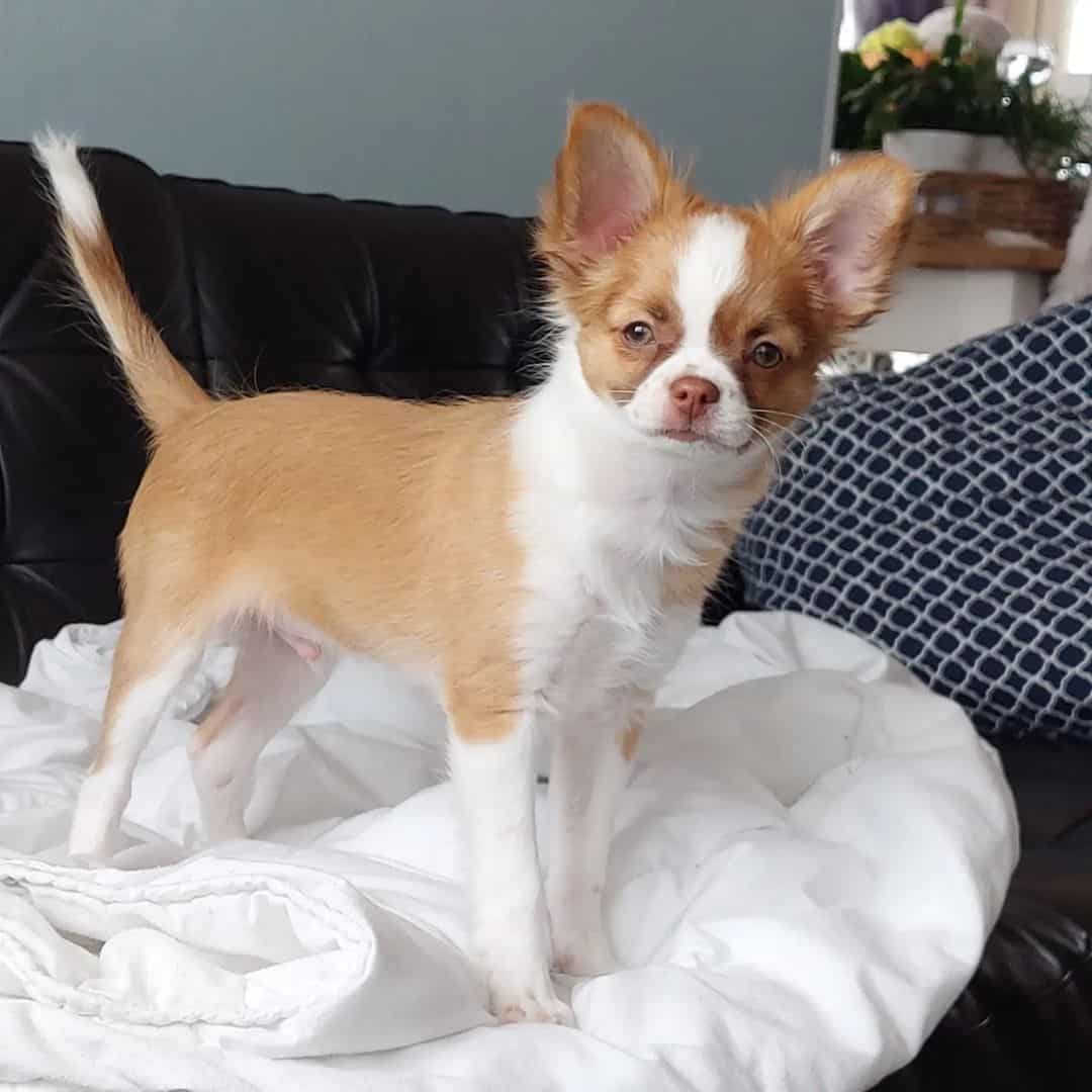Red White Chihuahua is standing on the bed
