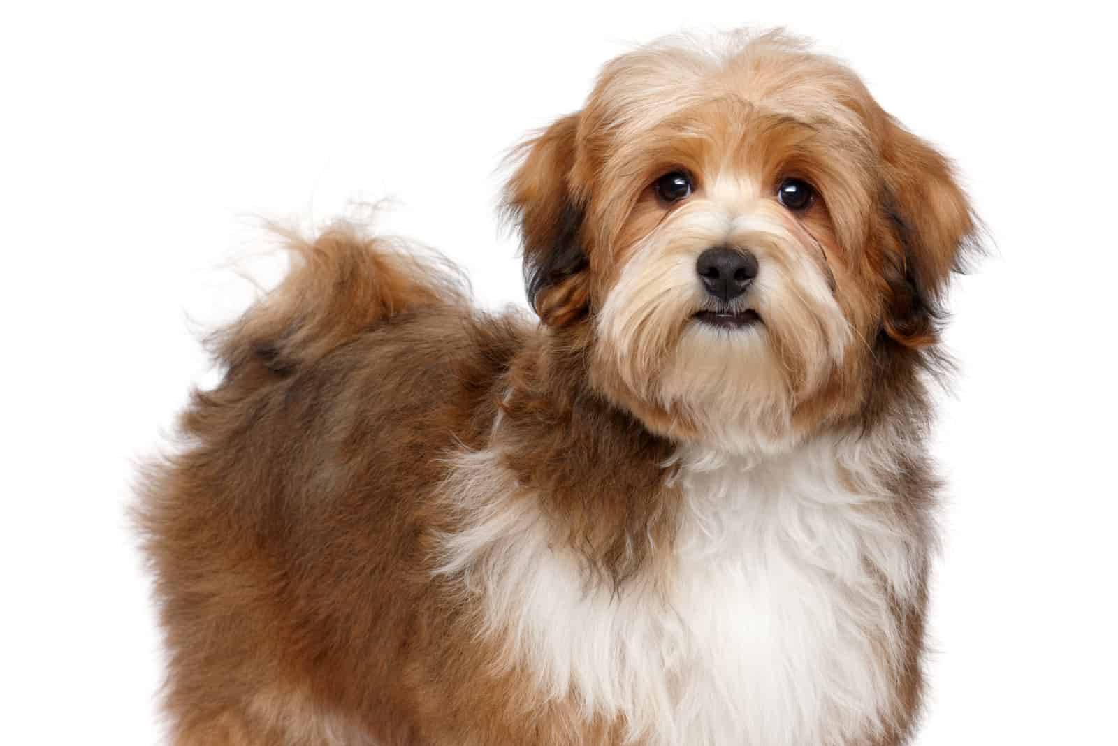 Red & White Havanese