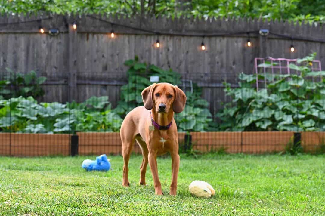 Redbone Coonhound