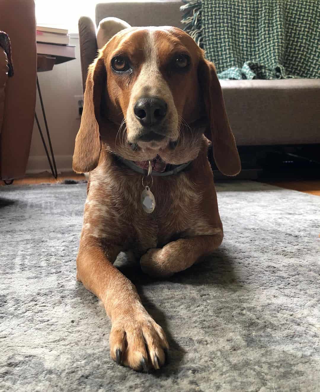 Redtick Beagle is lying on the floor and looking at the camera