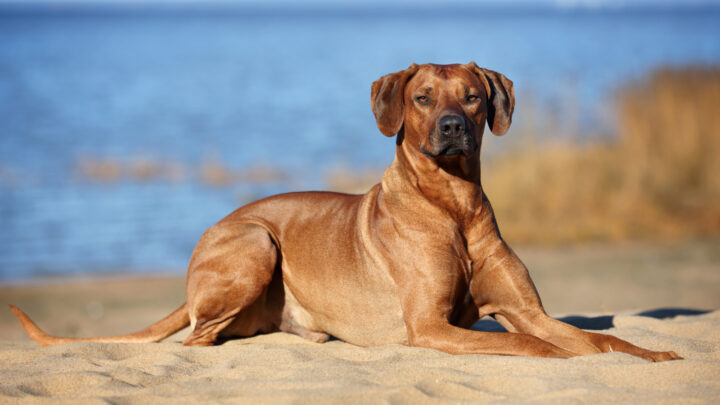 5+ Rhodesian Ridgeback Colors: All Shades Of A Lion Dog