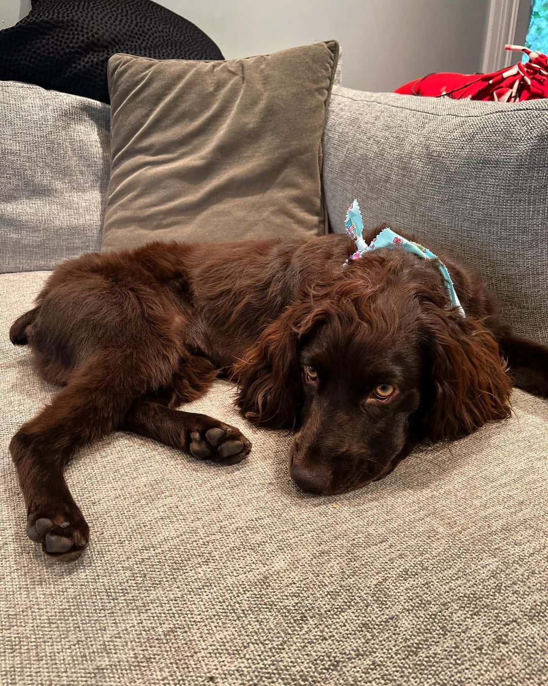 Rich Liver Boykin Spaniel