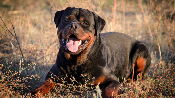 Rottweiler Colors: Do Rotties Only Come In Black And Mahogany?