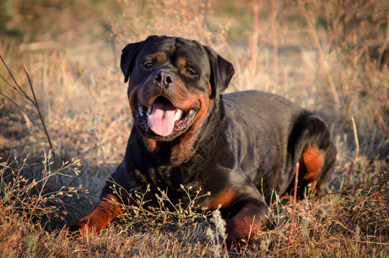 Beautiful Rottweiler dog