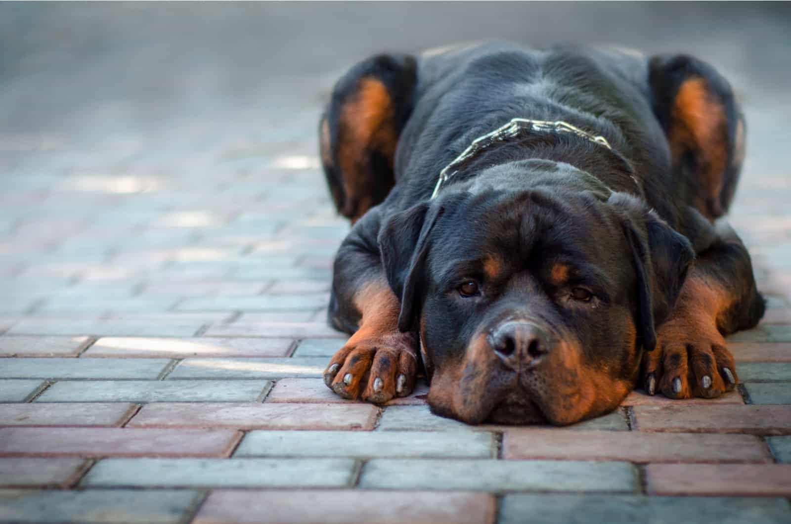 Rottweiler lies on the floor