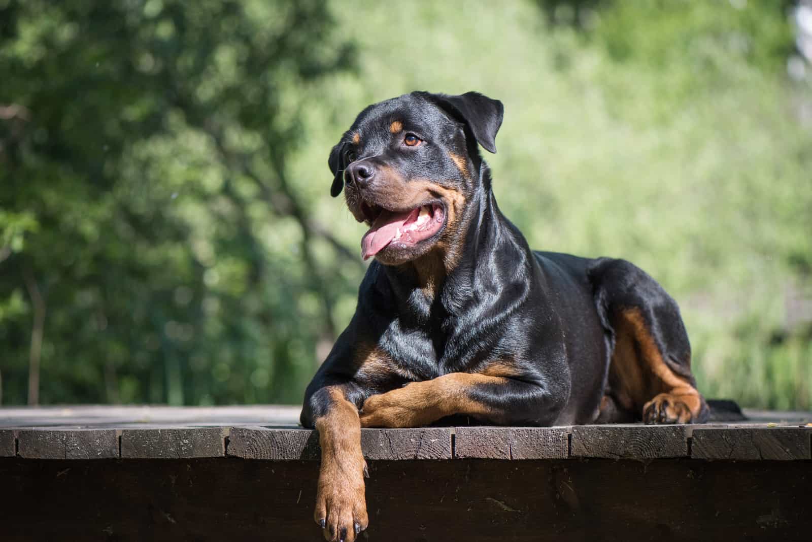 Rottweiler lies on the pier