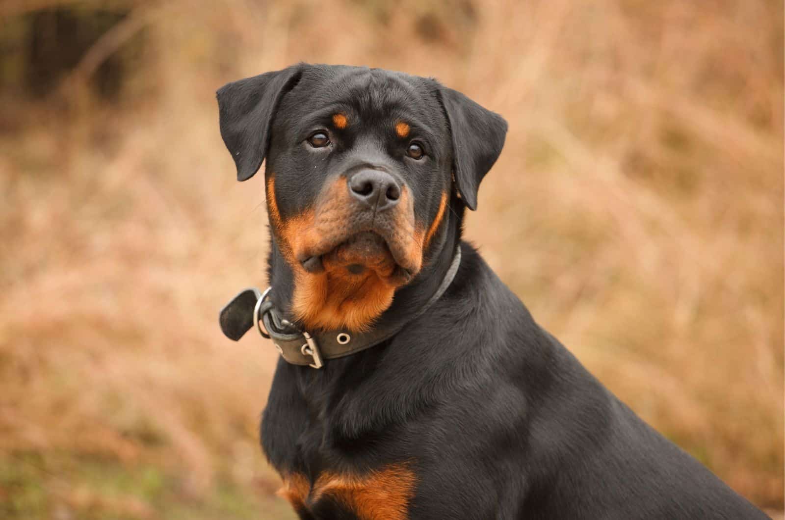 Rottweiler on walk