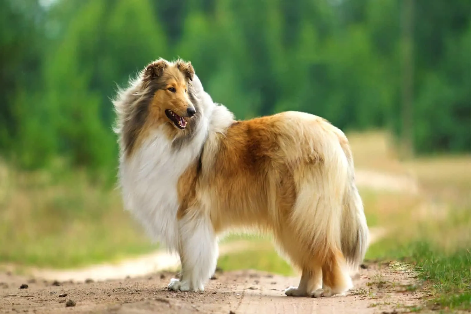 Rough Collie stands and looks behind him