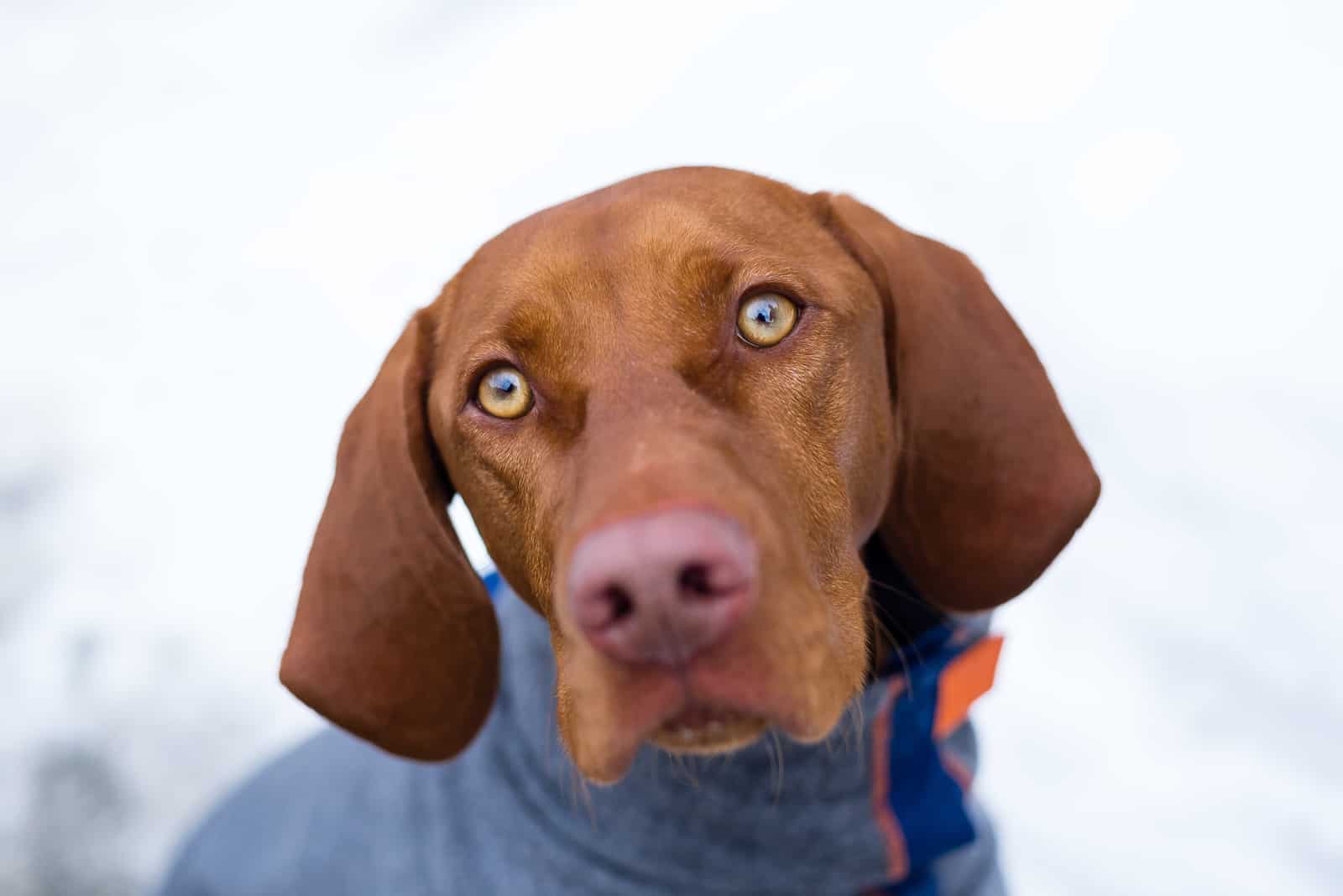 Russet Gold Vizsla