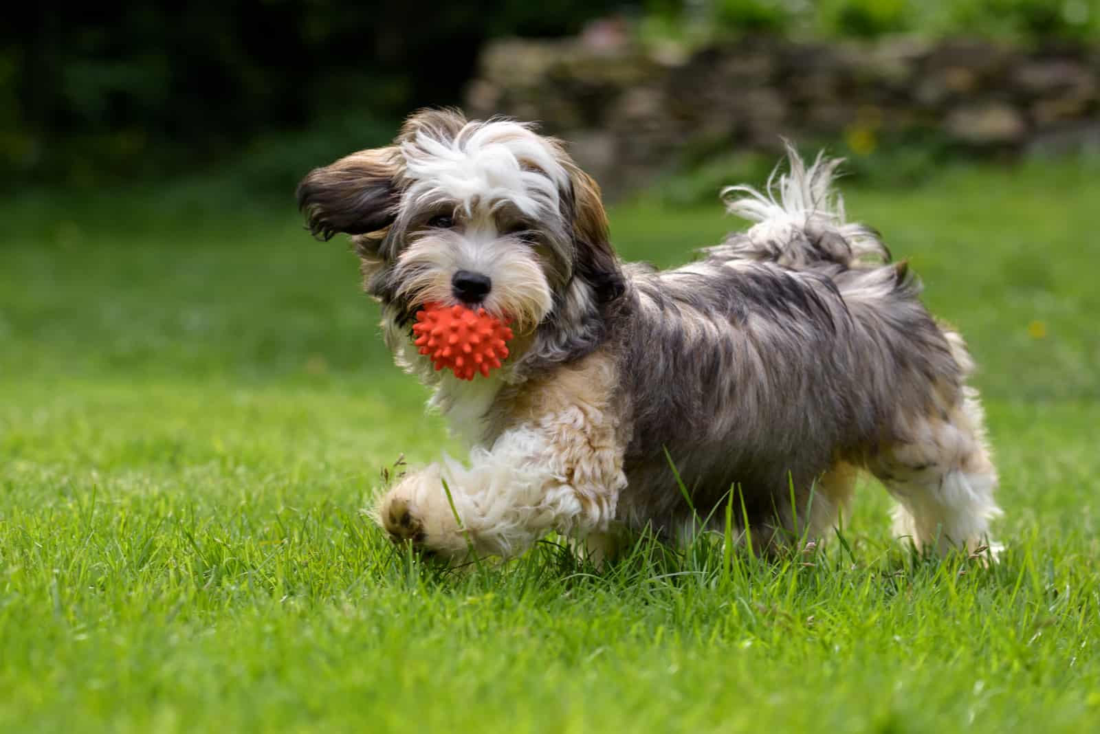 Sable Havanese