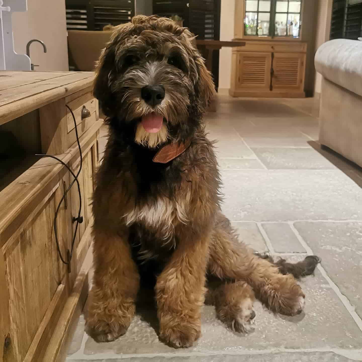 Sable labradoodle at home