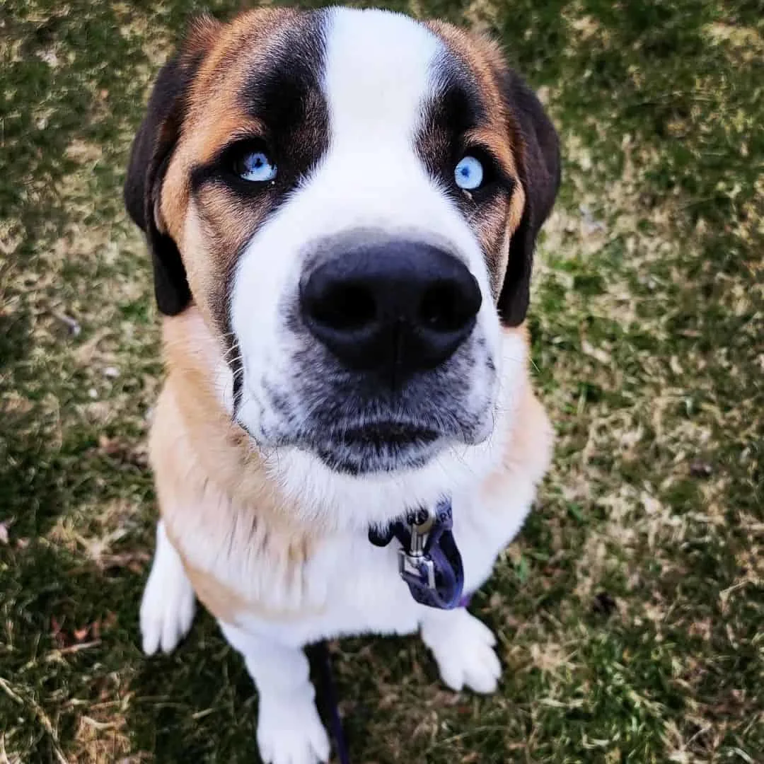 Saint Berhusky with blue eyes