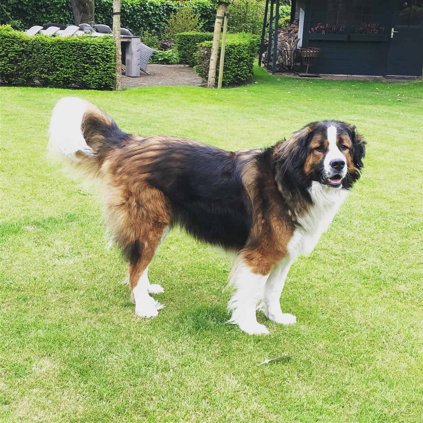 Saint Bernard Bernese Mountain Dog Mix