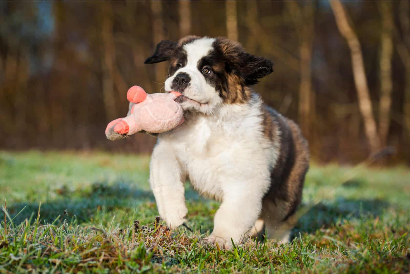 Saint Bernard Puppy playing with toy
