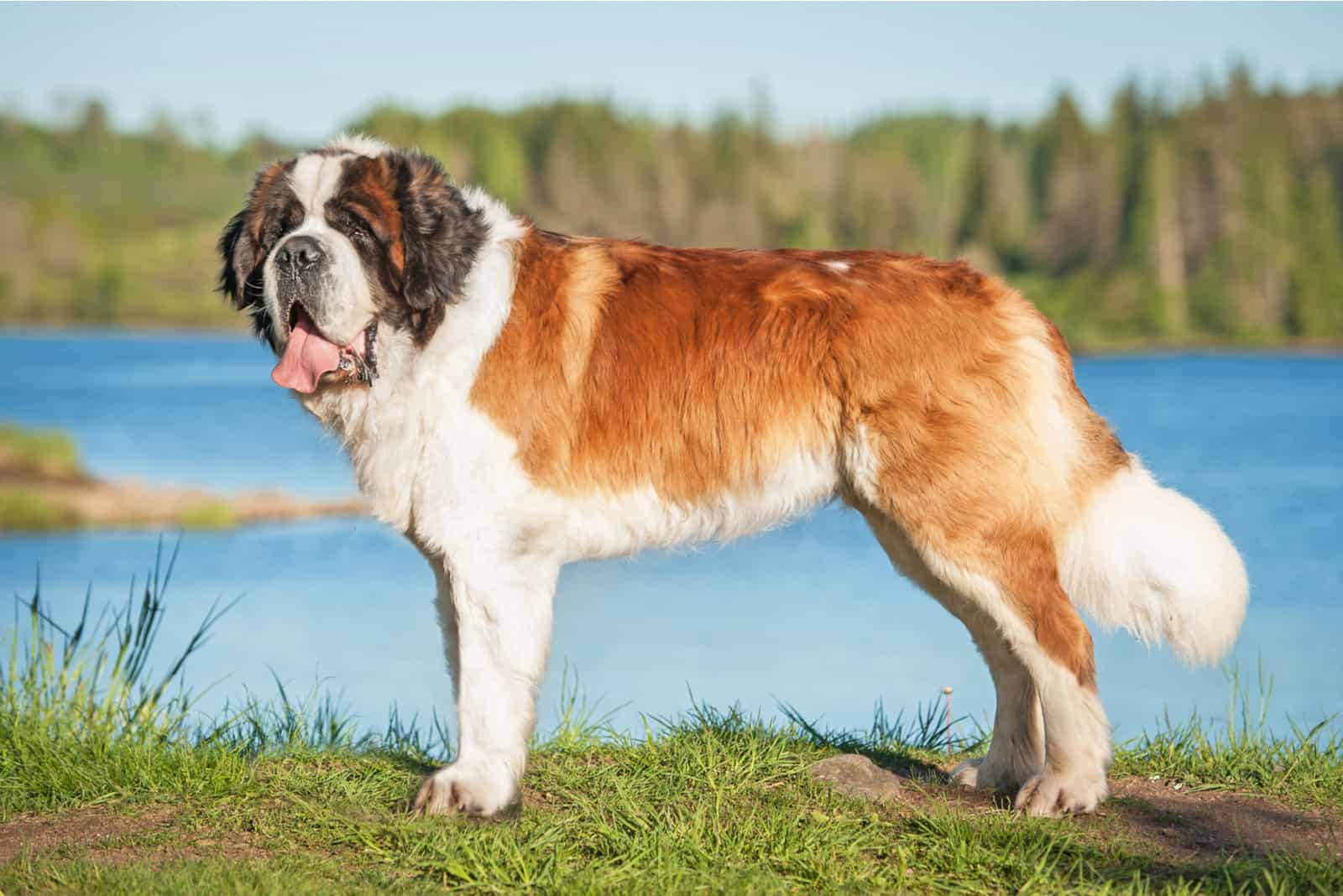 Saint Bernard standing by lake