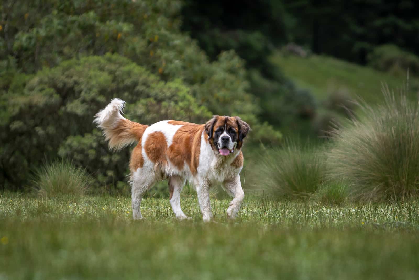 Saint Bernard walks in the meadow