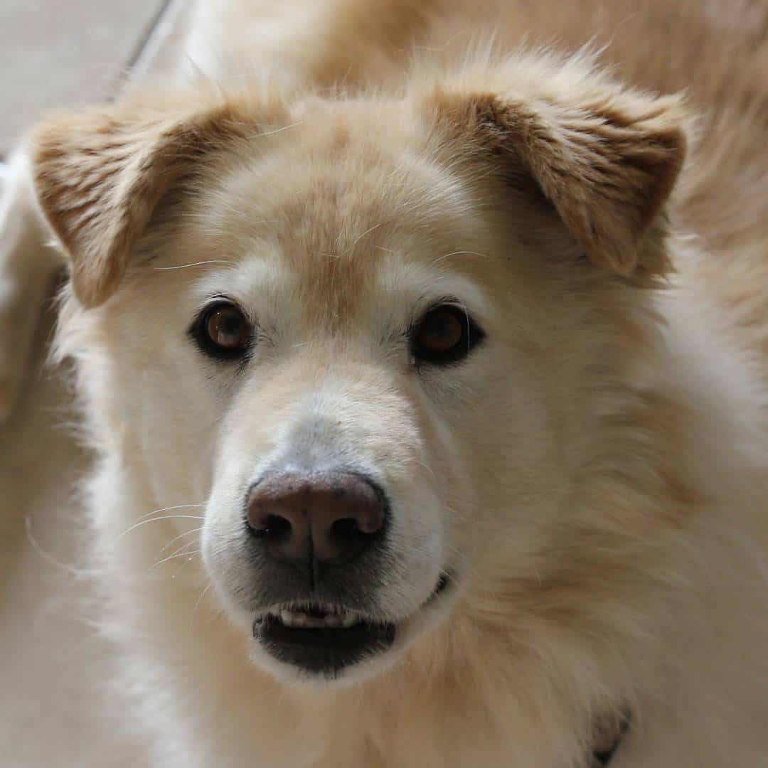 Samoyed X Bernese Mountain Dog Mix