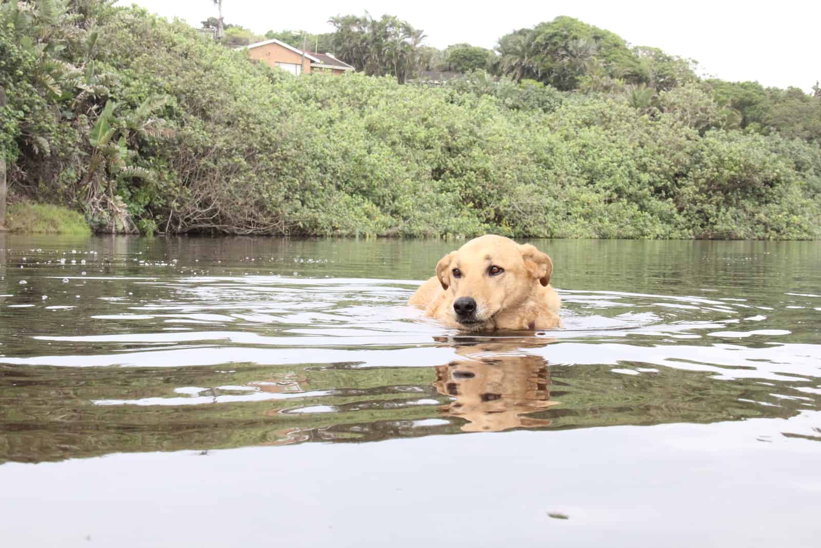 Sandy Yellow viszla dog in a river