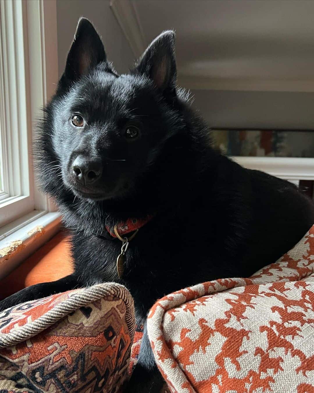 Schipperke looking at camera