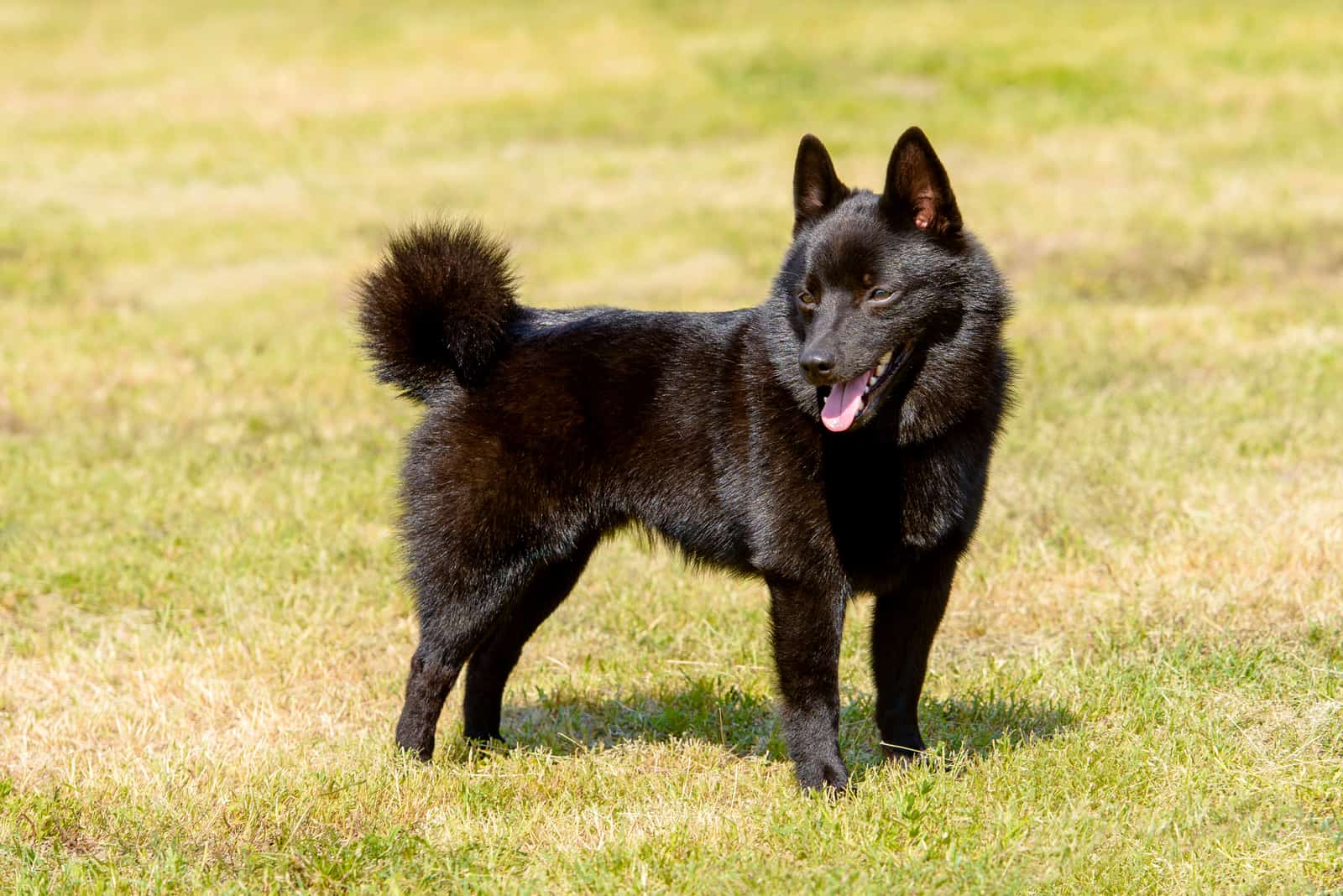 Schipperke looks aside and stands on the grass