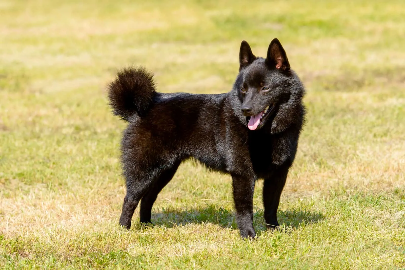 Schipperke looks aside and stands on the grass