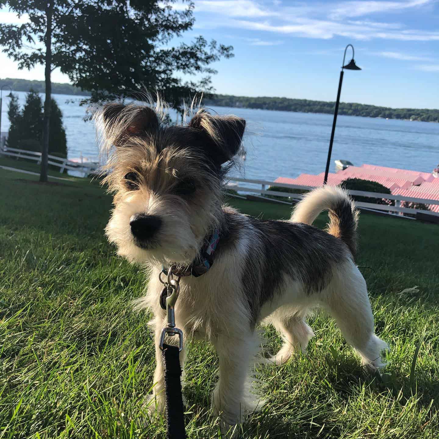 Schnau Tzu dog on the grass