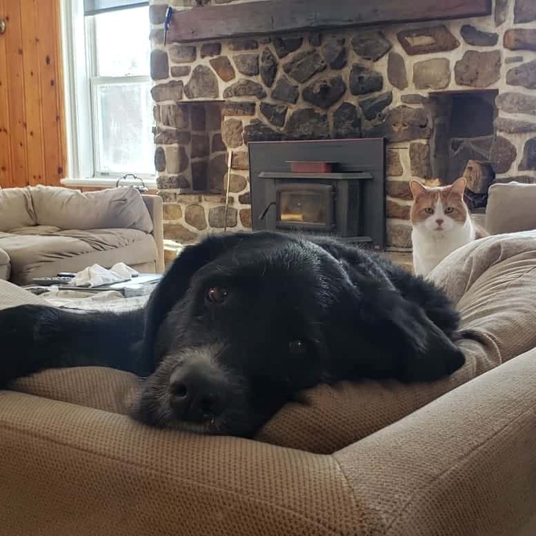 Schnauzer Bernese Mountain Dog Mix