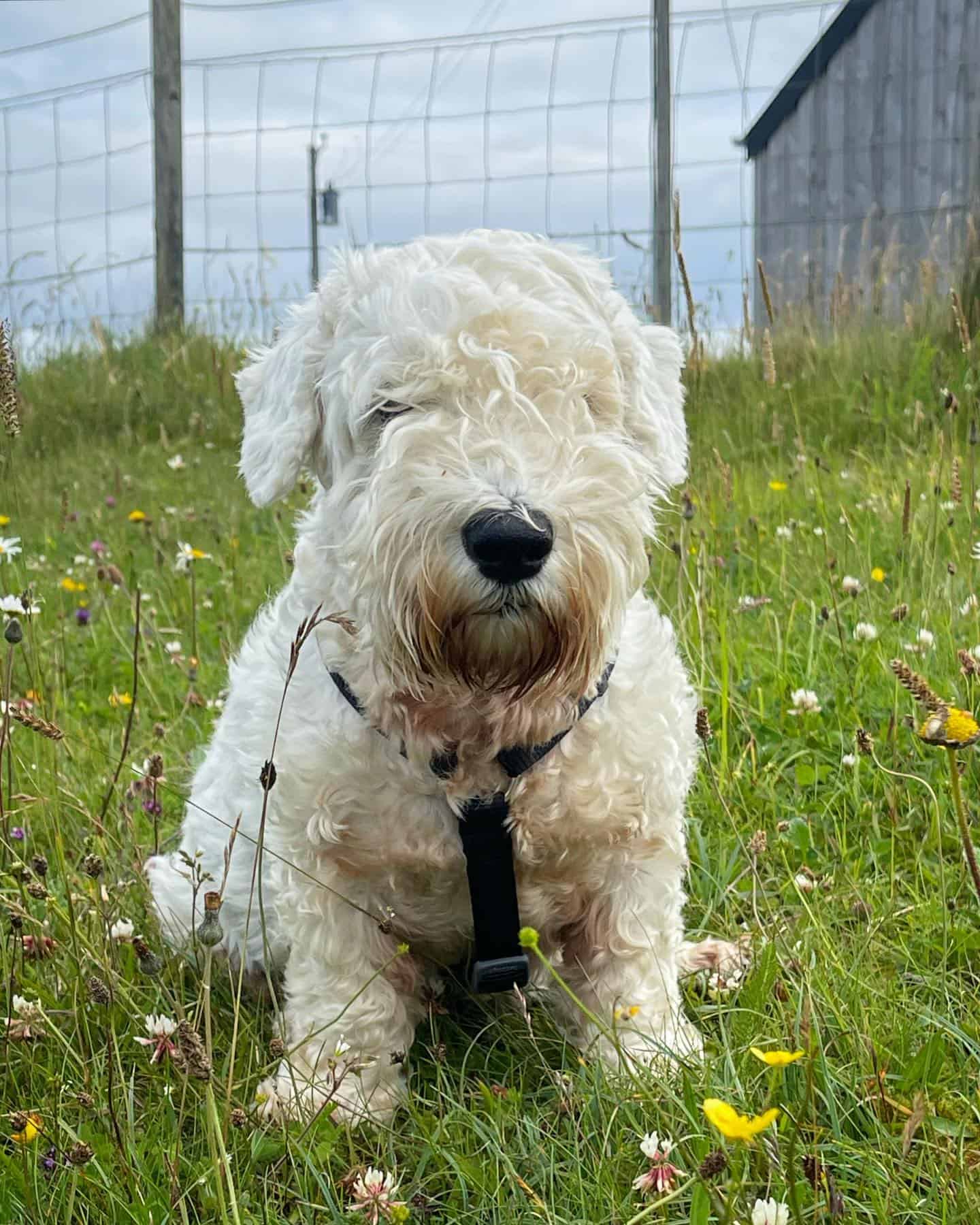 Sealyham Terrier in the field