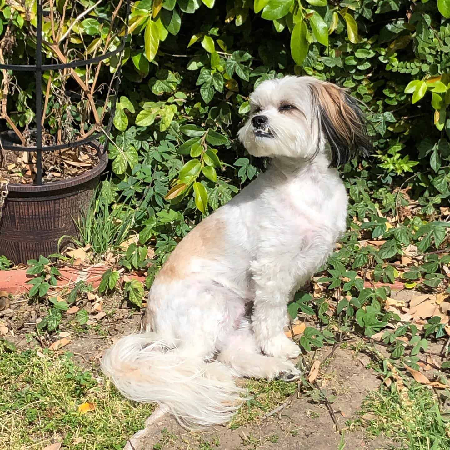 Sheltie Tzu in nature