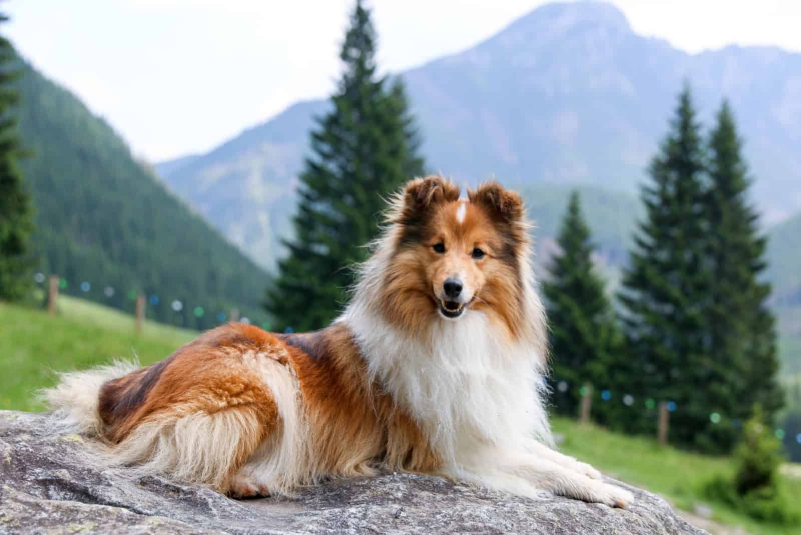 Shetland Sheepdog lying on a stone in the forest