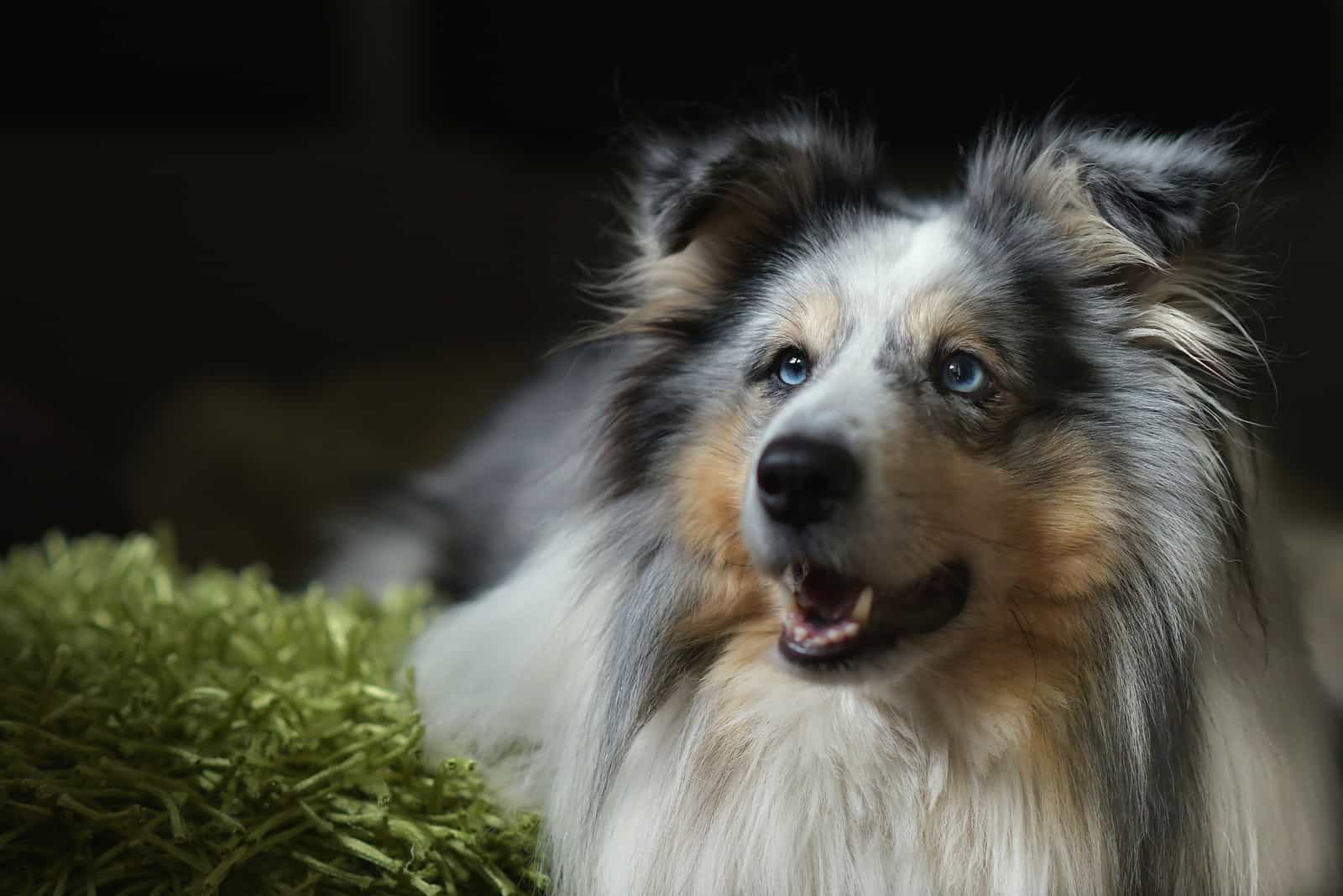 Shetland Sheepdog