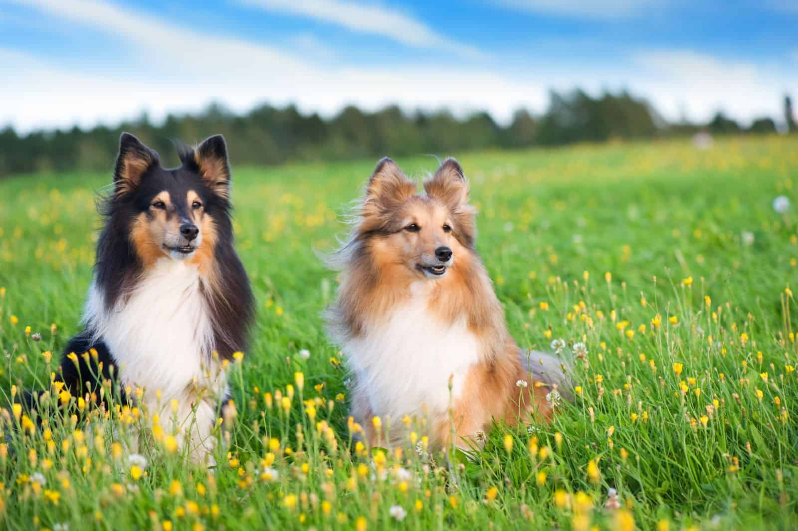 does the shetland sheepdog attack intruders