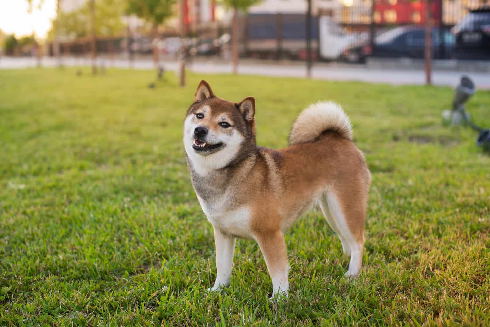 Shiba Inu standing outside