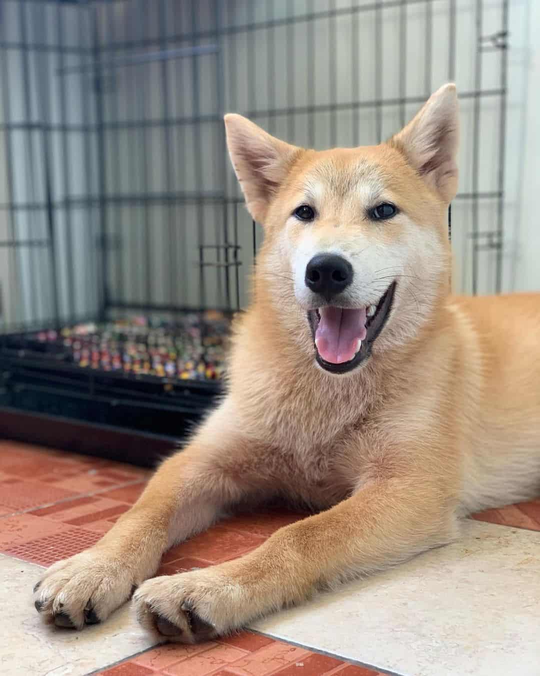 Shiba Malamute is lying down and resting