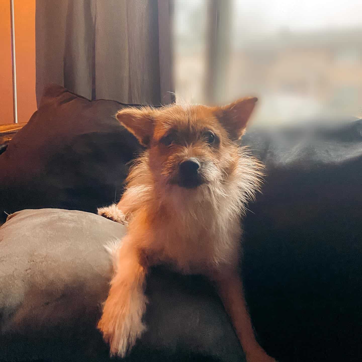 Shiba Tzu on the couch