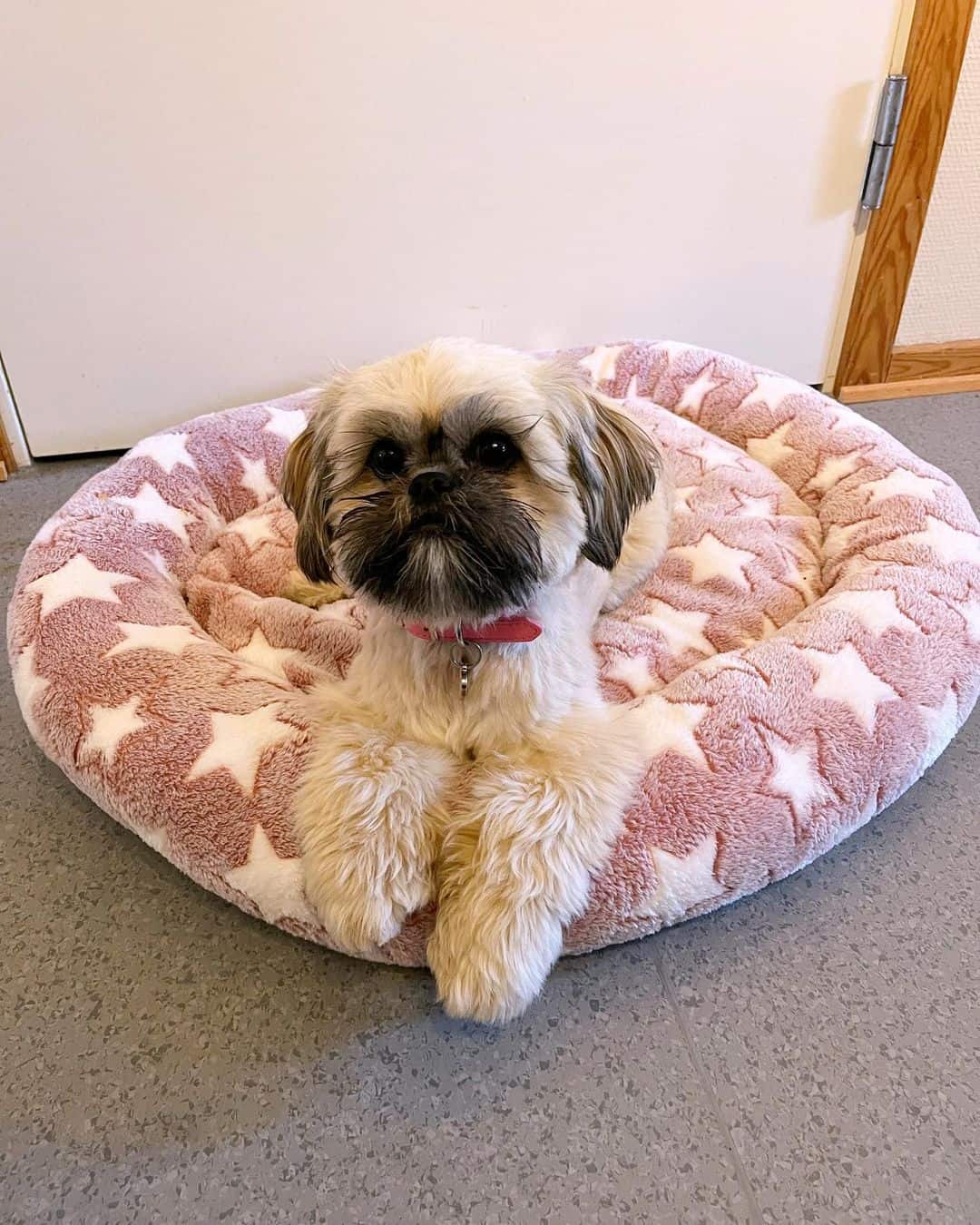 Shih Aps is lying on his pillow