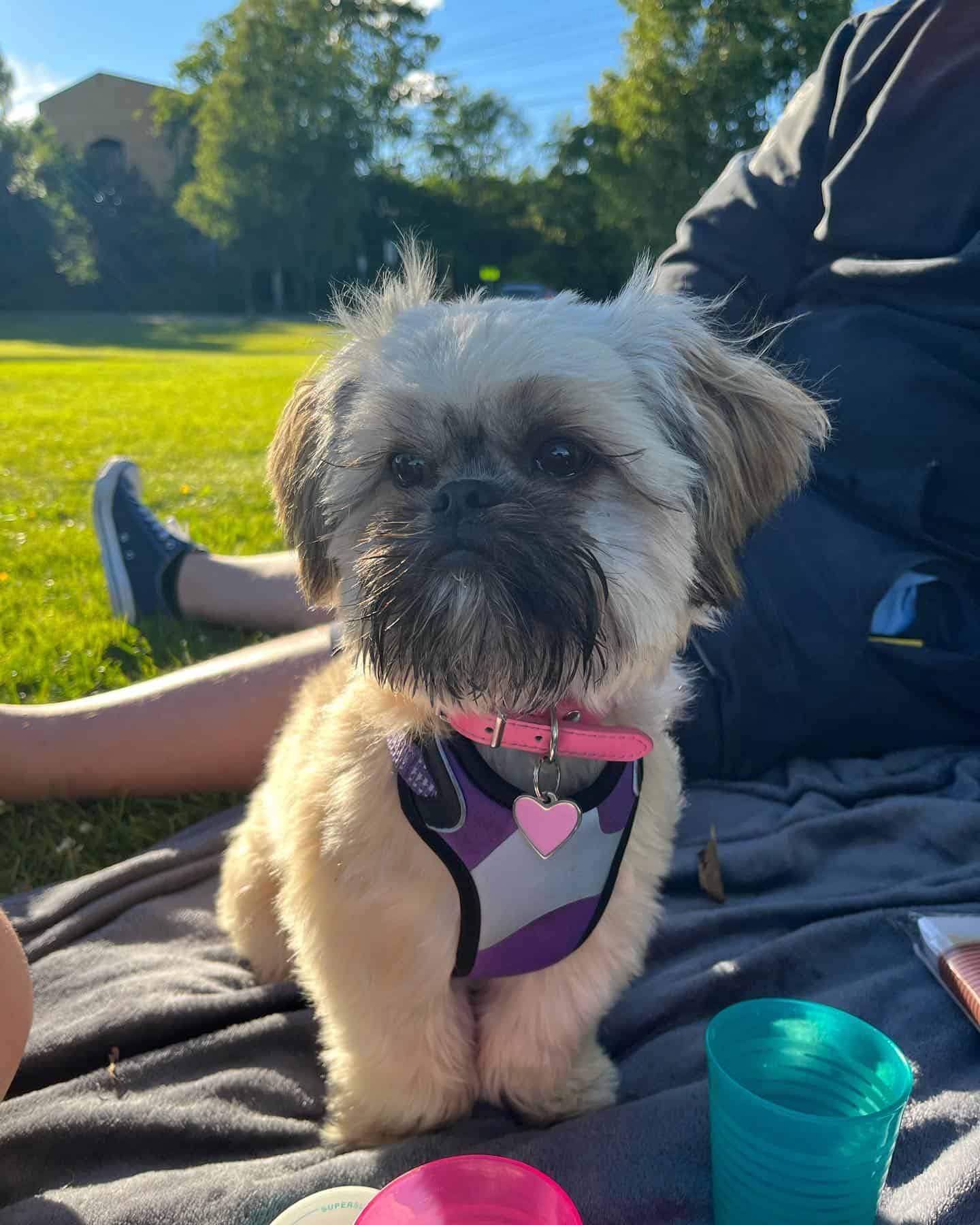 Shih Apso on picnic